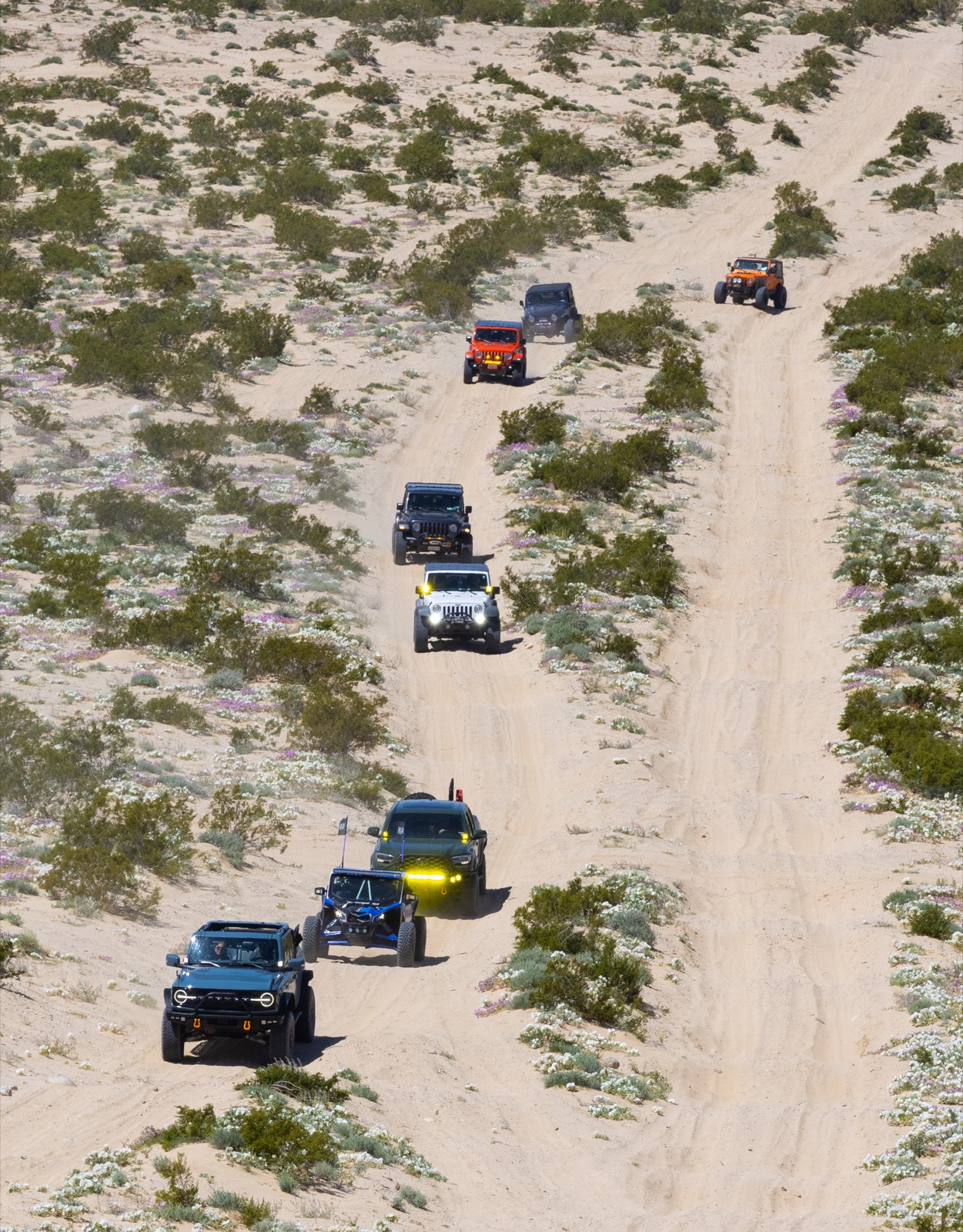A line of Jeeps and trucks follows a sandy trail through the desert brush at Desert Days.